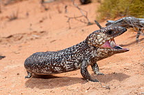 Shingleback Lizard (Tiliqua / Trachydosaurus rugosa) with mouth open in defensive posture, Shark Bay, Western Australia