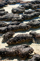 Colony of Stromatolites in hyper-saline water, Hamelin Pool, Hamelin Bay Conservation Park, Shark Bay, Western Australia