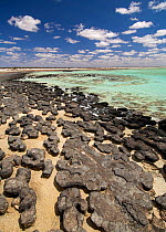 Colony of Stromatolites in hyper-saline water, Hamelin Pool, Hamelin Bay Conservation Park, Shark Bay, Western Australia