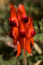 Flowering Sturt's Desert Pea (Swainsona formosa) the floral emblem of South Australia. Watarrka, Kings Canyon National Park, Northern Territory, Australia
