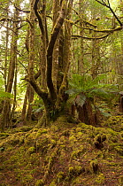 Temperate forest, Creepy Crawly Nature Trail, Southwest National Park, Tasmania, Australia