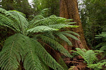 Eucalypt forest with hardwood trees, and ferns, Big Tree Reserve, Styx Forest,  Tasmania, Australia