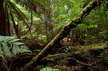 Eucalypt forest with hardwood trees, and ferns, Big Tree Reserve, Styx Forest,  Tasmania, Australia