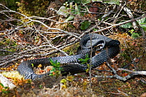 Tiger snake (Notechis scutatus) moves through the undergrowth of the temperate rainforest of Franklin-Gordon Rivers National Park in Tasmania. Australia