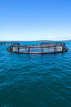 Tuna farming where wild-caught young tuna are penned and farmed until maturity, Southern Ocean bay, Port Lincoln, Eyre Peninsula, South Australia January 2007