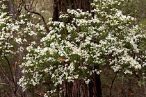 Wedding Bush (Ricinocarpos pinifolius) in flower, Fraser Island, Queensland, Australia