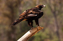 Wedge-tailed eagle (Aquila audax fleayi) perched on post (captive) Devils Heaven Wildlife Park, Launceston, Tasmania, Australia