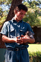 An orphaned juvenile Wombat (Vombatus sleeps soundly in the safety of her keepers arms. Bonorong Wildlife Park, Tasmania