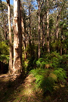 Eucalypt forest with stream, Yarra Ranges National Park, Healesville, Victoria, Australia