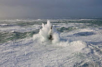 Waves crashing around Ar-Men Lighthouse (37 metres) in the Sein channel, Finistre, Brittany, France. December 2007.