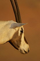 Arabian oryx (Oryx leucoryx) Dubai Desert Conservation Reserve, Dubai, UAE, Endangered species