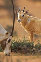Arabian oryx (Oryx leucoryx) adult grazing with juvenile in background, Dubai Desert Conservation Reserve, Dubai, UAE, Endangered species