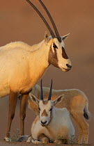 Arabian oryx (Oryx leucoryx) family, Dubai Desert Conservation Reserve, Dubai, UAE, Endangered species