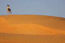 Mountain gazelle (Gazella gazella) standing on sand dune, Dubai Desert Conservation Reserve, Dubai, UAE