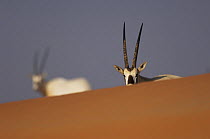 Arabian oryx (Oryx leucoryx) head and horns above sand dune, Dubai Desert Conservation Reserve, Dubai, UAE, Endangered species