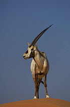 Arabian Oryx (Oryx leucoryx) standing on sand dune, Dubai Desert Conservation Reserve, Dubai, Endangered species