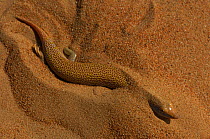 Sand fish lizard (Scincus scincus) moving through sand, Dubai Desert Conservation Reserve, Dubai, UAE