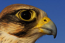 RF- Lanner falcon (Falco biarmicus), head portrait of captive falconry bird, Dubai, United Arab Emirates. (This image may be licensed either as rights managed or royalty free.)