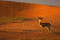Mountain gazelle (Gazella gazella) Dubai Desert Conservation Reserve, Dubai, UAE, February
