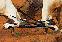RF- Arabian oryx (Oryx leucoryx) males fighting with locked horns, Dubai Desert Conservation area, United Arab Emirates. February. (This image may be licensed either as rights managed or royalty free....