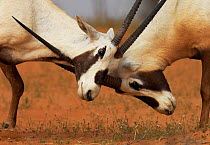 Arabian oryx (Oryx leucoryx) two males fighting,  Dubai Desert Conservation area, United Arab Emirates, February