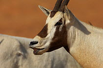 Arabian oryx (Oryx leucoryx) male displaying flehmen response in mating season, Dubai Desert Conservation Reserve, Dubai, UAE, February