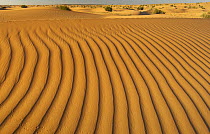 Ripples in sand dunes, Dubai Desert Conservation Reserve, Dubai, UAE, February 2002