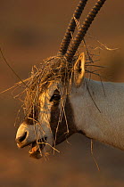 Arabian oryx (Oryx leucoryx) male's head covered in vegetation during mating season, Dubai Desert Conservation Reserve, Dubai, UAE, Endangered species
