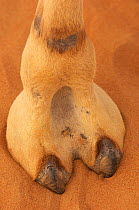 Splayed foot of a Dromedary camel (Camelus dromedarius) Dubai, United Arab Emirates