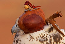 Hooded falconry Falcon, Dubai, United Arab Emirates, February 2007