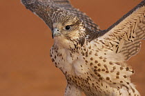 Falconry bird, Dubai, United Arab Emirates