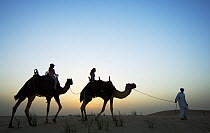 Silhouette of people riding Dromedary camels (Camelus dromedarius) at dawn, Dubai, United Arab Emirates, March 2007