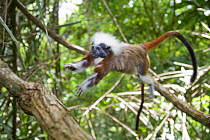 Wild Cotton-top tamarin (Saguinus oedipus) leaping (never before photographed behaviour) on branches in the dry tropical forest of Colombia. IUCN List: Critically Endangered