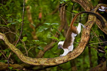Wild Cotton-top tamarin (Saguinus oedipus) walking on a vine in the dry tropical forest of Colombia, South America IUCN List: Critically Endangered