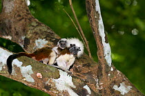 Adult carrying four week old baby Cotton-top tamarin (Saguinus Oedipus) in dry tropical forest of Colombia, South America. IUCN List: Critically Endangered