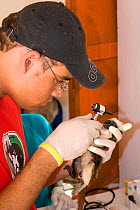 Veternarian Dave Wehdeking, performing health examination on wild Cotton-top tamarin (Saguinus oedipus) Colombia, South America. February 2008 IUCN List: Critically Endangered