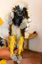 Anesthetized wild Cotton-top tamarin (Saguinus Oedipus) newly painted by the research team. A system used to track different tamarin study groups. Colombia, South America. February 2008 IUCN List: Cr...
