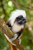 Portrait of a Cotton-top tamarin (Saguinus oedipus) climbing a vine in the dry tropical forest of Colombia, South America IUCN List: Critically Endangered