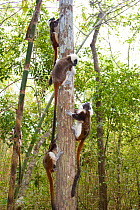 Group of four Cotton-top tamarin (Saguinus oedipus) climbing  tree in dry tropical forest of Colombia, South America IUCN List: Critically Endangered