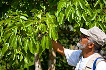 Biologist Luis Soto inspects fruit from the Patica de Paloma (Stylogyne turbacensis) tree. Endemic to Colombia and eaten by Cotton-top tamarins (Saguinus oedipus) Colombia, South America. February 20...