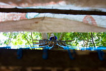 From inside of hide / blind looking out. Blue lines lead to a trap used to capture Cotton top tamarins for veternarian inspection. Colombia, South America. February 2008
