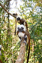 Wild Cotton-top Tamarins in line (Saguinus Oedipus) sitting on tree branch in dry tropical forest of Colombia, South America IUCN List: Critically Endangered