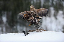 Golden eagle (Aquila chrysaetos) and White-tailed sea eagle (Haliaeetus albicilla) fighting over a deer carcass with a Hooded crow (Corvus corone cornix) nearby, Flatanger, Norway, November 2008