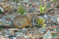 Arctic / Parry's Ground squirrel (Spermophilus parryii; Sciuridae) on upland tundra in autumn. Denali NP, Alaska, USA, North America.