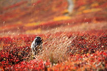 Arctic / Parry's Ground squirrel (Spermophilus parryii; Sciuridae) sitting on hind legs, in upland tundra in autumn. Denali NP, Alaska, USA, North America.