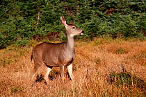 Mule Deer (Odocoileus hemionus columbianus) female standing in grassland, Olympic NP, Hurricane Hill, Washington, USA, October 2009.