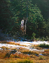 Mule Deer (Odocoileus hemionus columbianus) female running, rear view. Olympic NP, Hurricane Hill, Washington, USA, October 2009.
