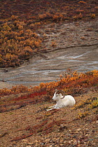 Dall sheep (Ovis dalli) male resting on the slope of the canyon, Denali NP, Alaska, USA, North America. September 2009.