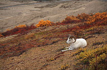 Dall sheep (Ovis dalli) male resting on the slope of the canyon, Denali NP, Alaska, USA, North America. September 2009.