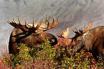 Two Moose (Alces alces) feeding on vegetation, White Spruce and Dwarf Birch trees, Denali National Park, Alaska. USA, North America, September.